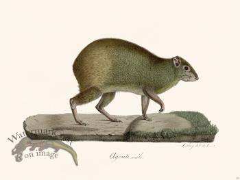 Cuvier 233 Male Agouti